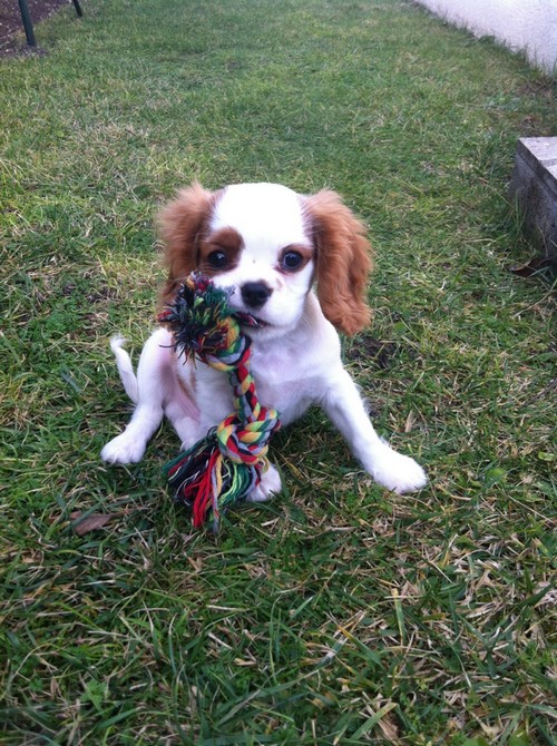 Cavalier king charles